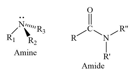 Amines and Amides